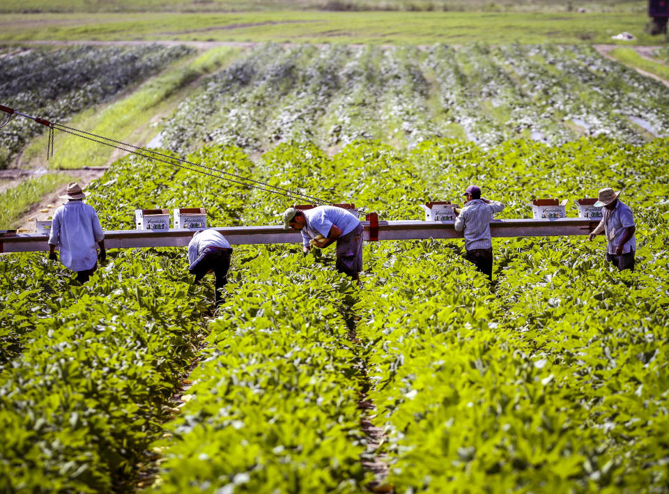 FILE- Farm workers harvest summer squash at C&M Farms in Valatie, N.Y., July 5, 2013. New York state is now looking at lowering the farm worker overtime threshold from 60 hours a week. (AP Photo/Mike Groll, File)