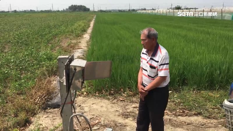 由於日照強、蒸發快，水稻在抽水不足的狀況下更難以種活。