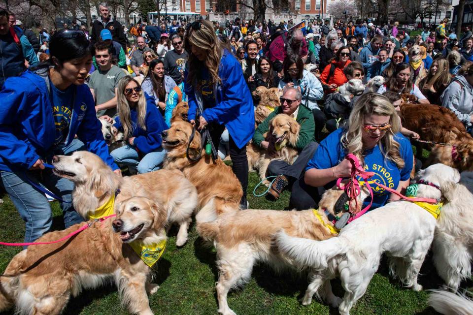 <p>JOSEPH PREZIOSO/AFP via Getty</p> Golden retrievers gather in Boston to honor Spencer, the official dog of the Boston Marathon, who died in 2023