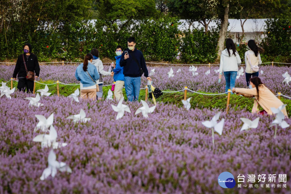 仙草花越冷越開花，現場已是盛開紫爆花海，民眾熱烈迴響。