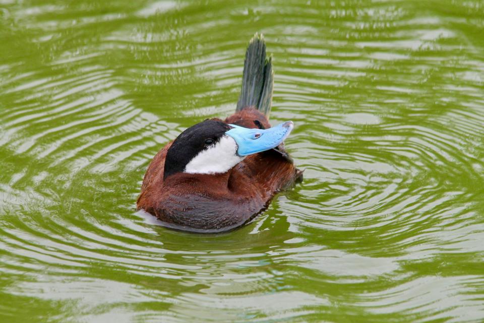 The bills of male ruddy ducks can turn quite blue. This one was recorded at Hornsby Bend Bird Observatory.