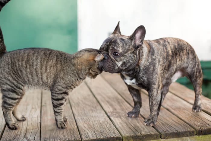 bulldog and cat friends