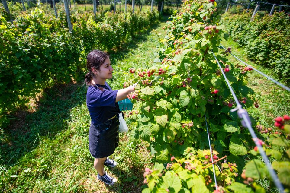 Notre Dame sophomore Yerania Serrato picks raspberries Wednesday, June 29, 2022, at Lehman's Orchards in Niles.