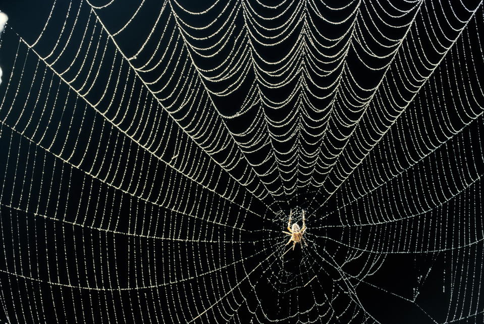 Close-up of a spider web glistening with dewdrops on a dark background, central spider visible. No additional people or text in the image