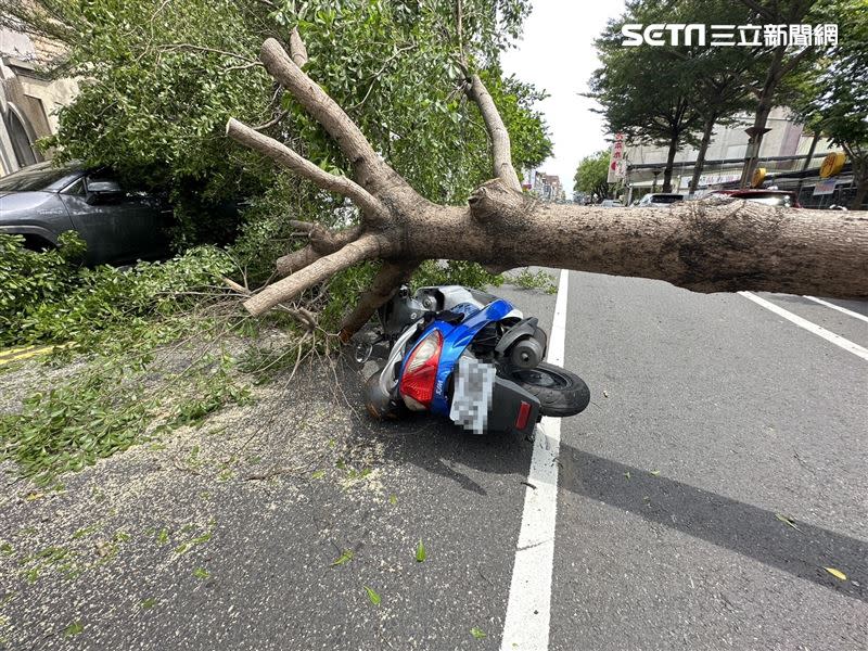 台南風勢強大，路樹疑似遭連根吹倒，砸傷1名機車騎士。（圖／翻攝畫面）