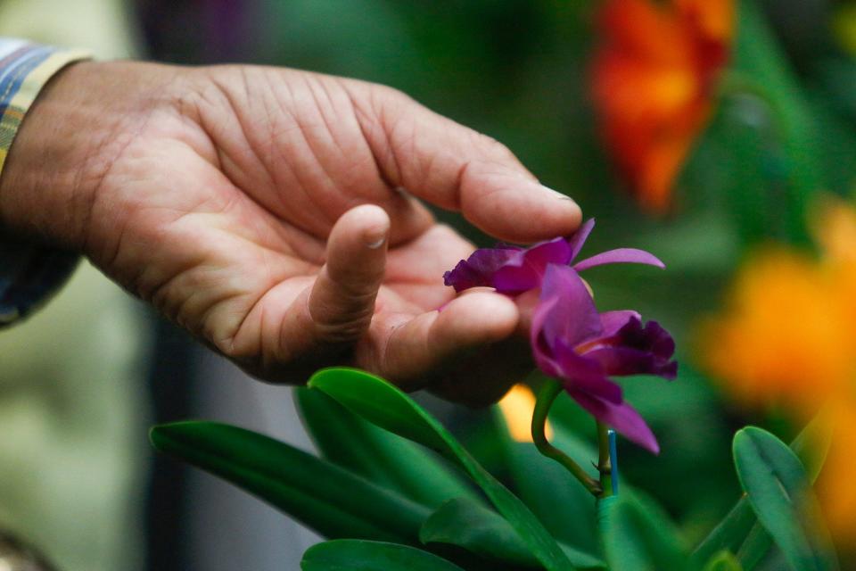 Tony Millet, a student judge from the West Palm Beach Judging Center of the American Orchid Society, examines a hybrid orchid on display at the Boca Raton Orchid Society Show & Sale at the Safe Schools Institute in Boca Raton, Fla., on Saturday, February 10, 2018. Dozens of vendors brought orchid displays and arrangements for hundreds of flower lovers to view and purchase.