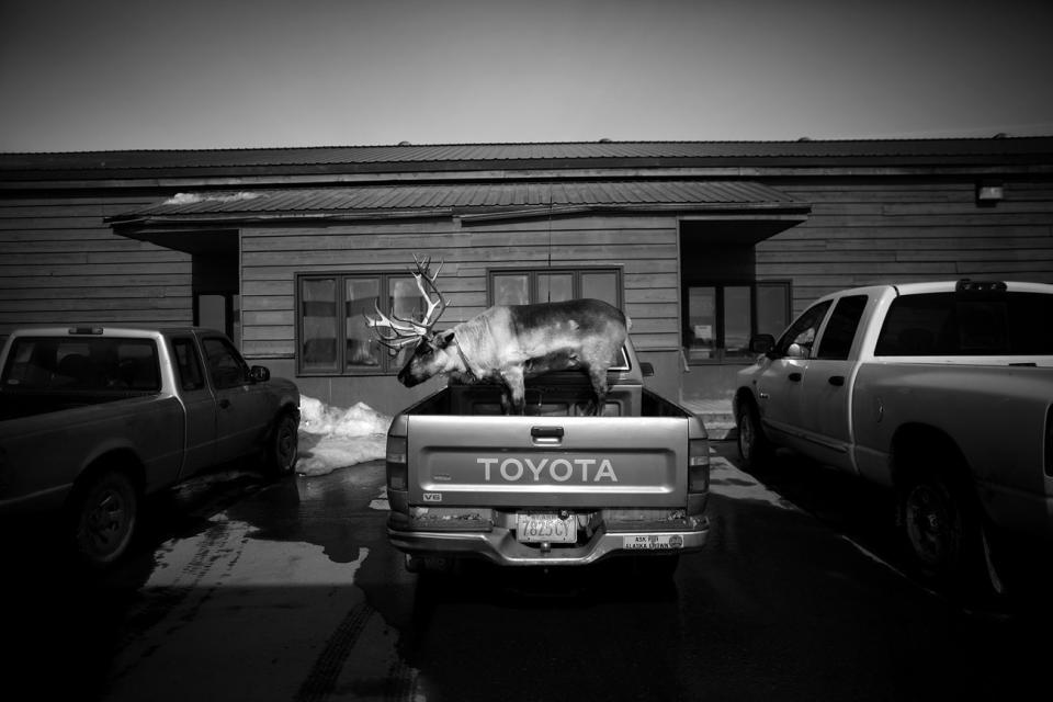 Velvet Eyes, a pet reindeer belonging to Carl Emmons, stands in the back of a pickup truck outside a market and gas station in Nome, Alaska. <i>From the story "<a href="http://www.npr.org/sections/pictureshow/2013/05/28/186447722/dashing-through-the-snow-with-a-reindeer-in-a-pickup-truck" target="_blank">Dashing Through The Snow ... With A Reindeer In A Pickup Truck</a>," 2013.</i>