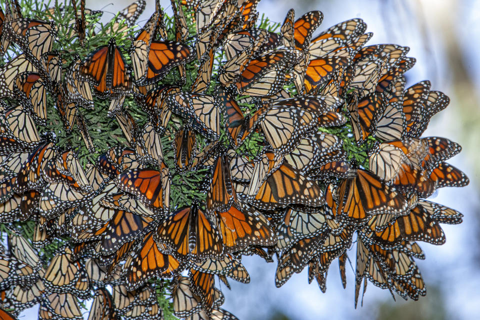 Monarch butterflies resting on a tree branch near their winter nesting area in Santa Cruz, California. (Photo: GomezDavid via Getty Images)