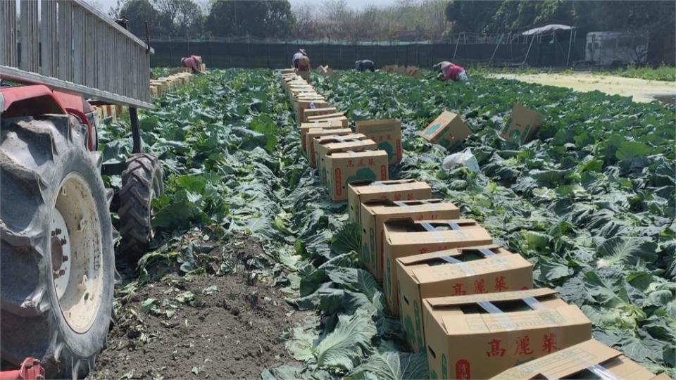 台灣農產外銷再突破 高麗菜進軍中東杜拜