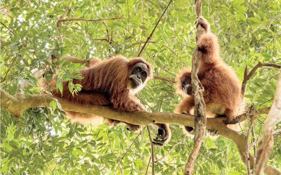 Wild orangutans in the Leuser forest.