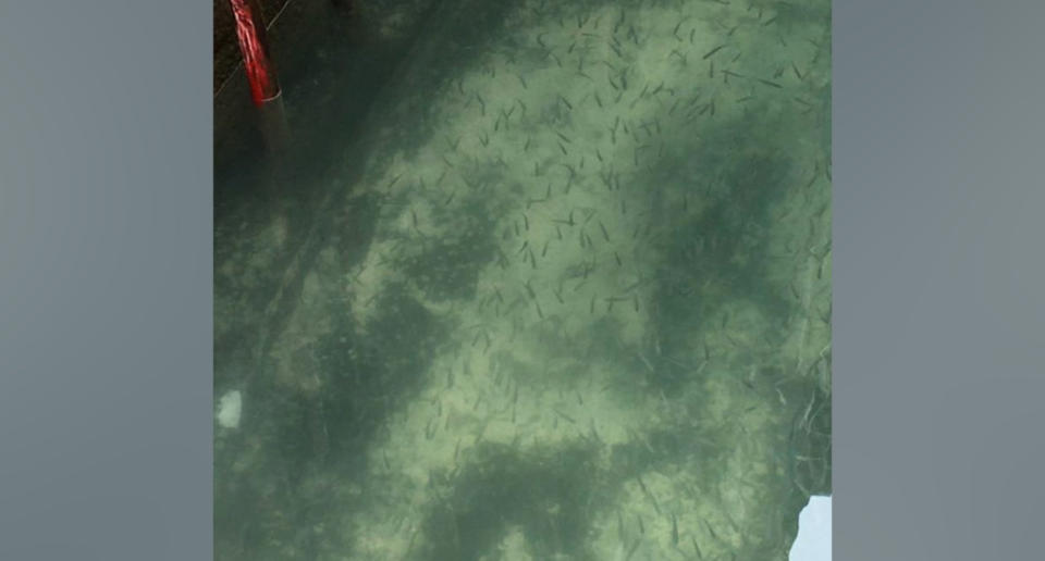 Los canales de Venecia están transparentes y con peces debido al parón de la actividad por el coronavirus. (Crédito: Facebook/MarcoCapovilla)