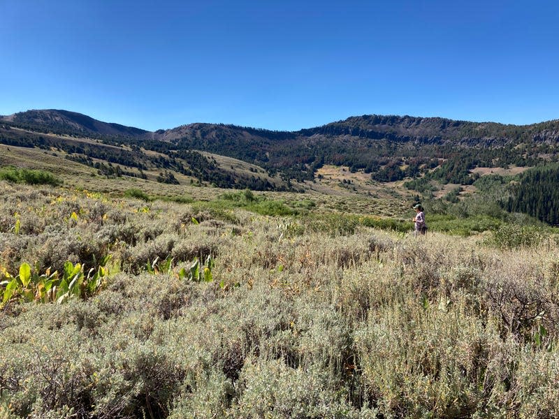 Photo of person standing in mountain meadow