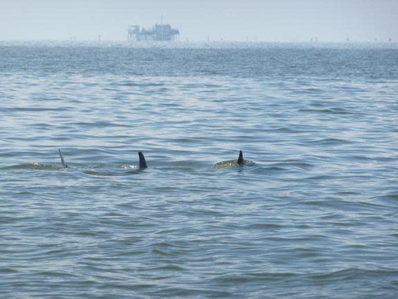 Dolphins swimming in emulsified oil off the coast of Louisiana during the Deepwater Horizon oil spill.