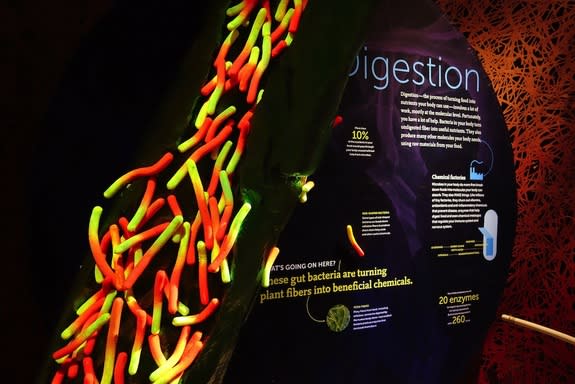 The Secret World Inside You exhibit at the American Museum of Natural History, in New York City, shows how the human microbiome is an ecosystem.