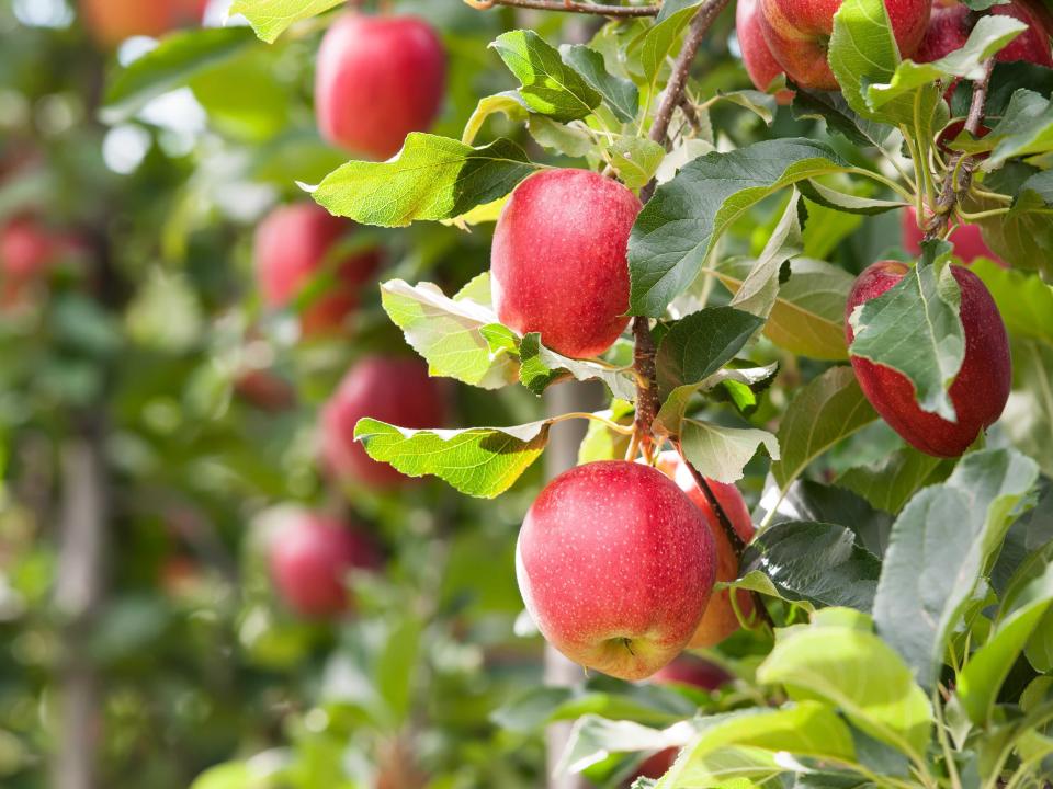 gala apple tree