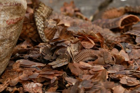 Dry scales of pangolins are seen on display at a bushmeat market at Emure-ile, along Owo-Akure road in Ondo