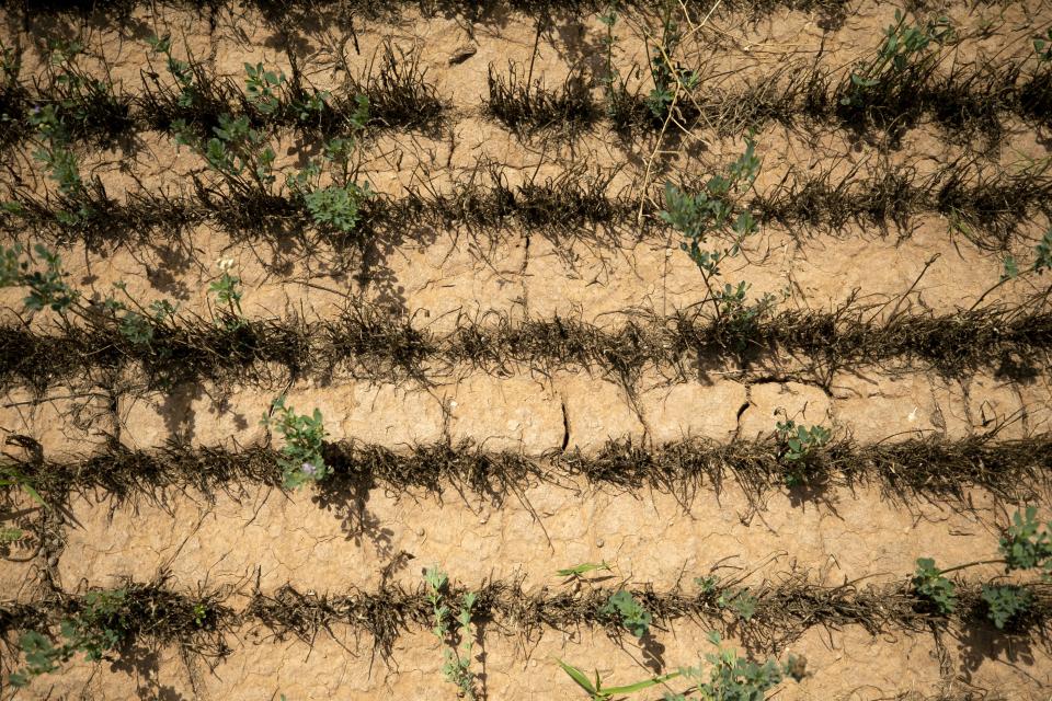 Rows of mostly dry and dead alfalfa remain on a field at Caywood Farms outside of Casa Grande, Arizona, on August 13, 2021.