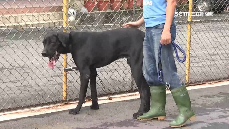 高山犬體型高大，常常被當成看門犬。