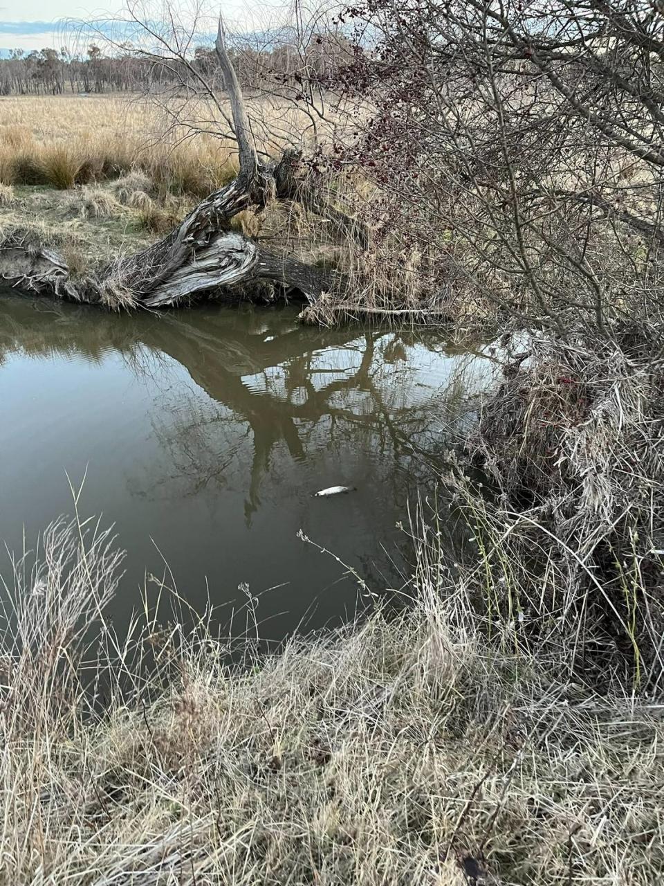 The leucistic white platypus in the middle of the river. Photo from Streeting, Daugherty, Burrows, Bower, Watson, Daugherty and Dillon (2023)