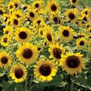 Sunflower seeds can be eaten raw or roasted.