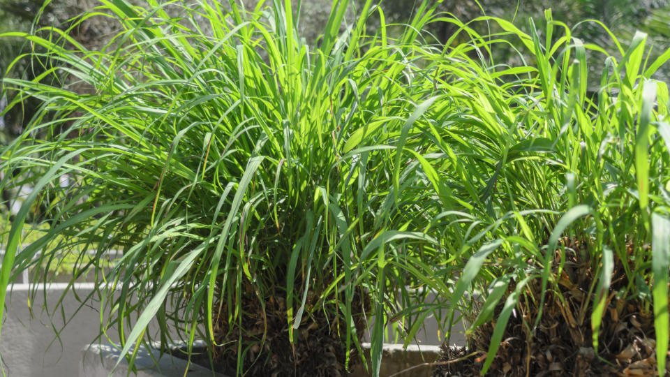 Plants that repel mosquitoes: Two lemongrass plants planted in a raised bed on a balcony