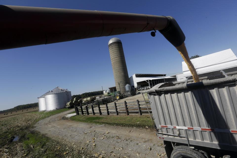 This photo taken Oct. 16, 2013 shows corn harvested and dumped into a waiting truck on Larry Hasheider's farm in Okawville, Ill. Hasheider grows soybeans, wheat and alfalfa on the farm, nestled in the heart of Illinois corn country where he also has 130 dairy cows, 500 beef cattle and 30,000 hogs and even gives tours, something he says he never would have done 20 years ago. Add one more item to the list of chores that Larry Hasheider has to do on his 1,700-acre farm: defending his business to the American public. There's a lot of conversation about traditional agriculture recently, and much of it is critical. Among the issues people are concerned about: genetically modified crops, overuse of hormones and antibiotics, inhumane treatment of animals and whether the government subsidizes unhealthy foods. (AP Photo/Jeff Roberson)