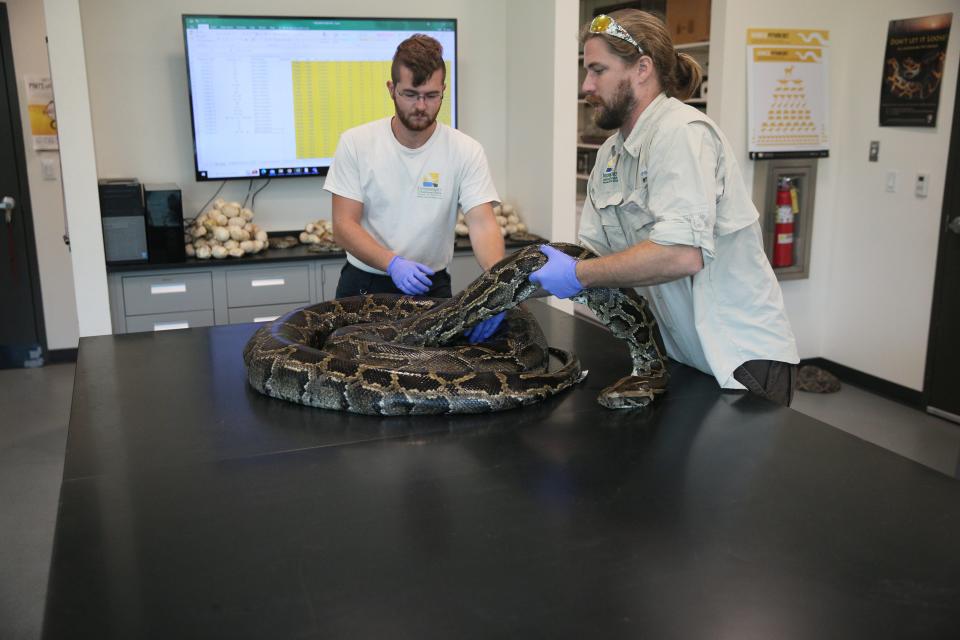 Biologists perform a necropsy on a large female Burmese python at the Conservancy of Southwest Florida Wednesday, April 26, 2023. The python was found as part of an effort to rid Southwest Florida of the invasive snakes. The concept involves releasing males with radio transmitters, which then find females. The males are radio tracked by the biologists, where they hopefully find large females with eggs that are then removed from the wild. The program is 10 years old. They have removed over 1,000 pythons and over 30,000 lbs. of snakes in those 10 years. 