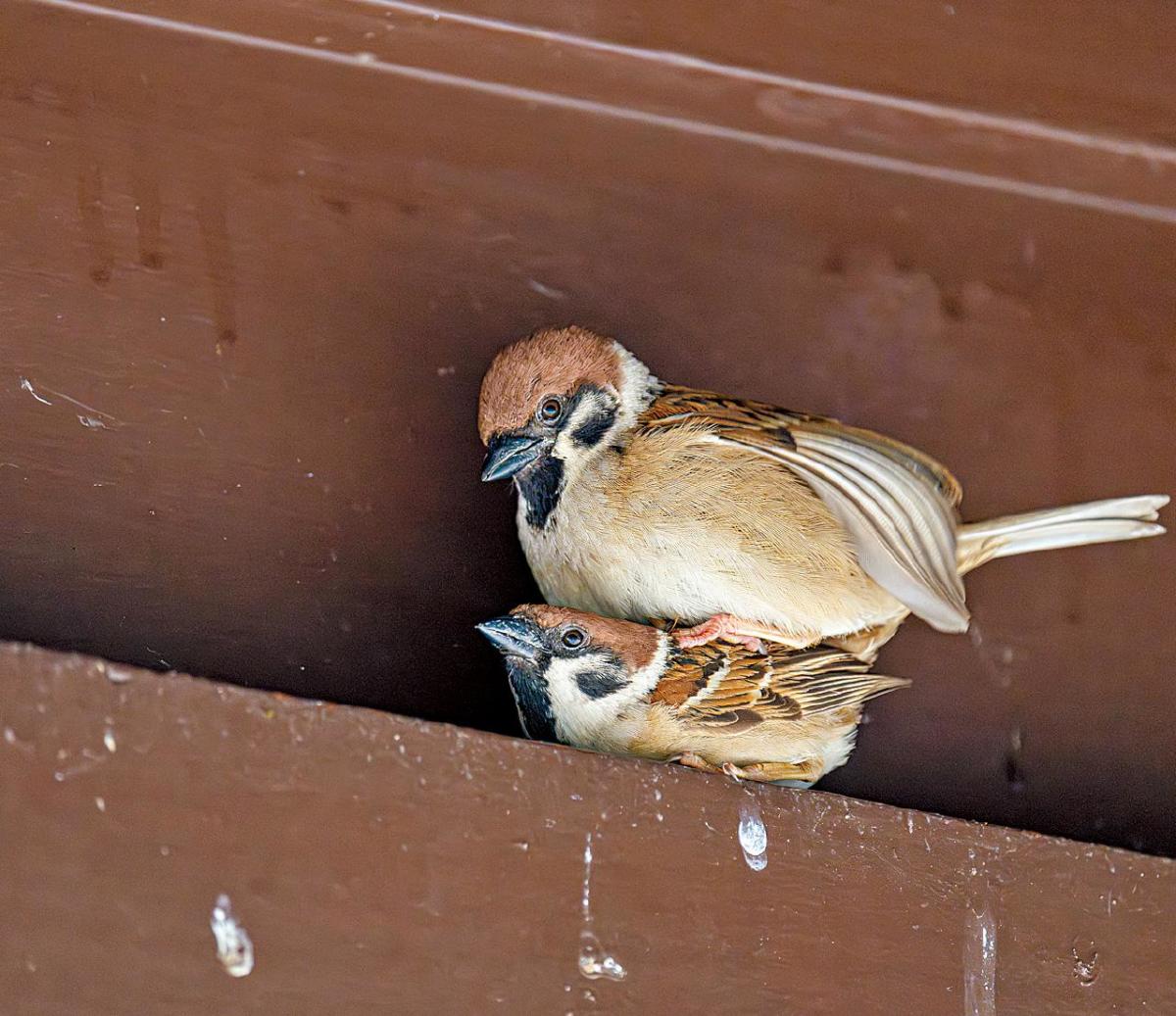 The 8th Hong Kong Sparrow Census: Population Decline and Conservation Efforts