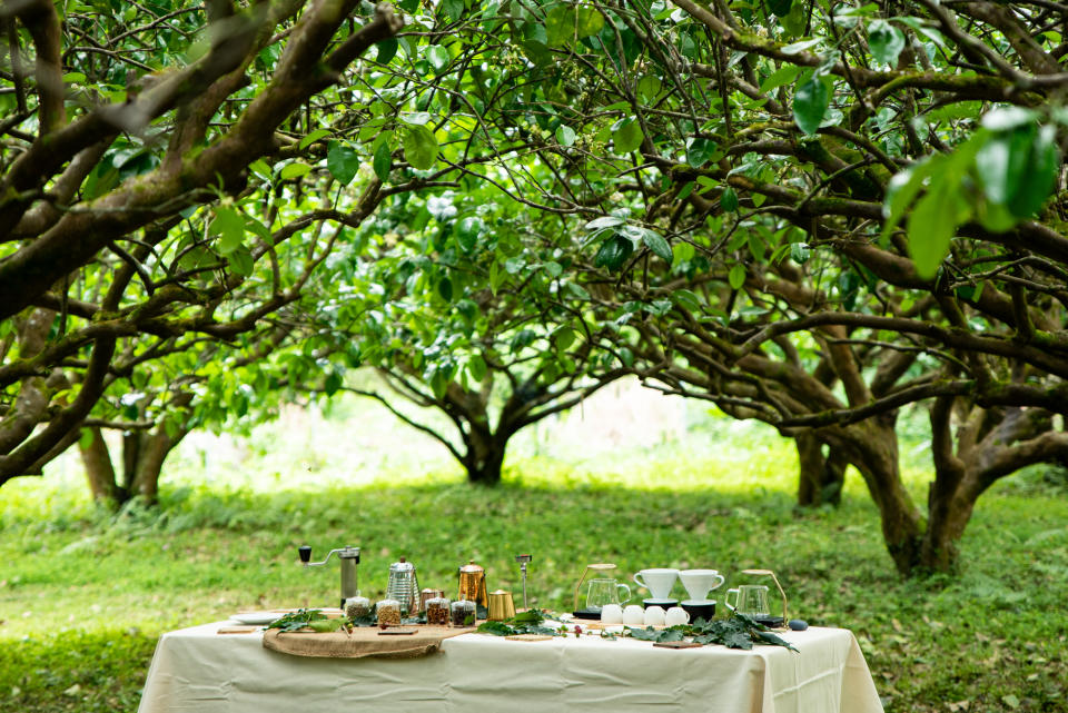 果園中茶席體驗是金質農遊的一大亮點。（圖：花蓮縣政府提供）