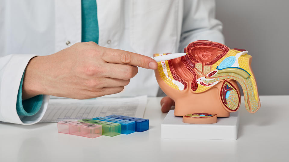 Urology, treatment of men's diseases and prostatitis. Consultation of a male urologist for a patient with prostatitis. Anatomical model of male reproductive system, close-up