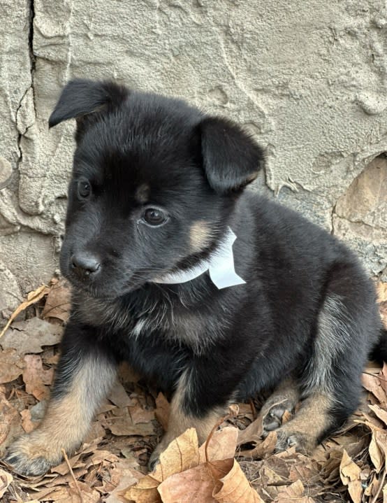 A puppy named Raven poses for a photo on Feb. 1, 2024 ahead of the GTU Pup Bowl. Raven will be available for adoption from Nuzzles and Co. after the GTU Pup Bowl airs. (KTVX/Trevor Myers)