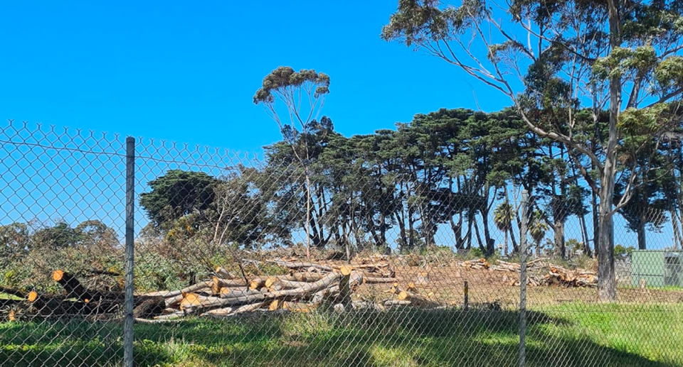 An image showing felled trees behind a fence.