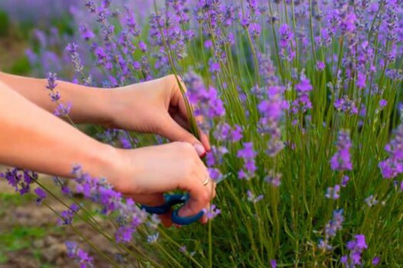 Picture of pruning lavender