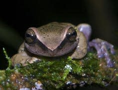 Brown frog on mossy rock.