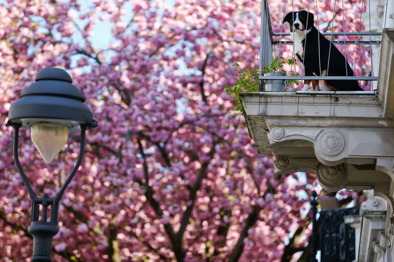 FILE PHOTO: A dog sits on a balcony in the Cherry Blossom Area