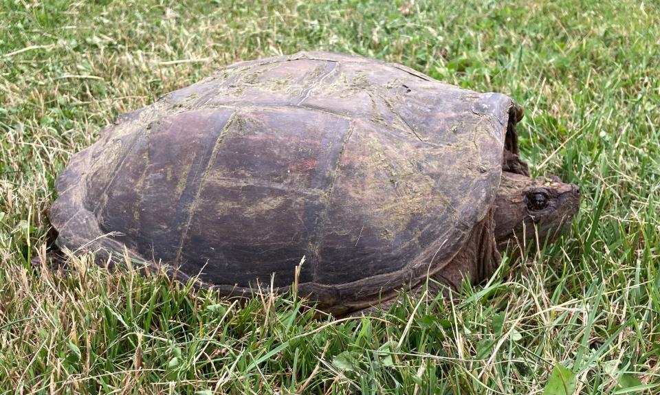 A female snapping turtle was making her way back to the pond near outdoor writer Art Holden’s house recently. Male snapping turtles rarely, if ever, leave their home waters, but females venture out in June to lay their eggs.