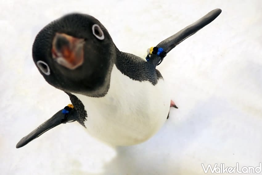 In the past, people in Taiwan could only watch the penguins walk and swim through thick glass panes. (Photo courtesy of Taipei Walker)