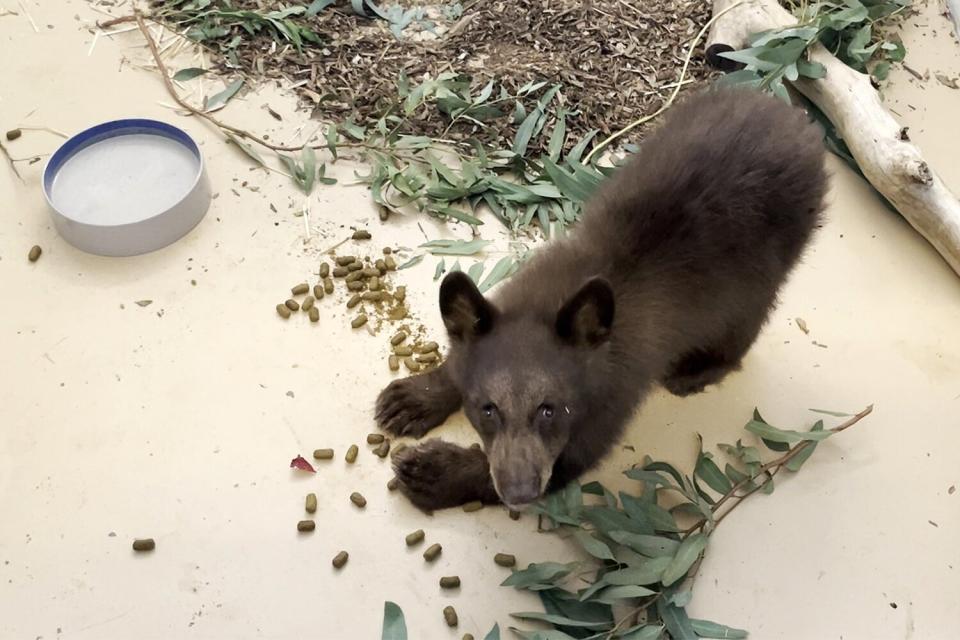 Orphaned Bear Cubs Find New Home