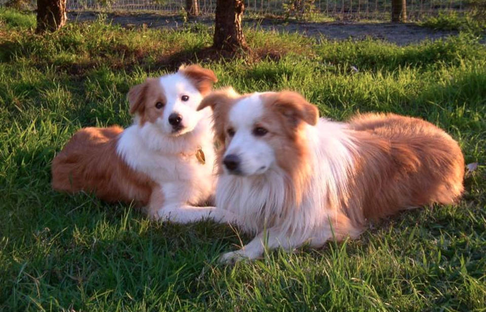 While other dog owners believe shaving their pet's coat can cause serious harm. Pictured are some border collies. 