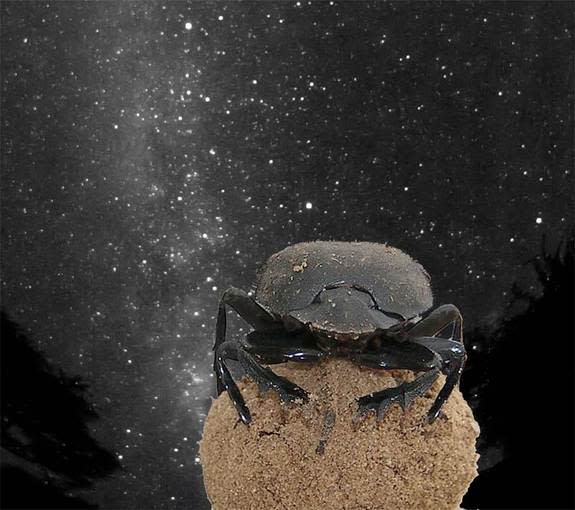 Dung beetles use the glow of the Milky Way galaxy to navigate.