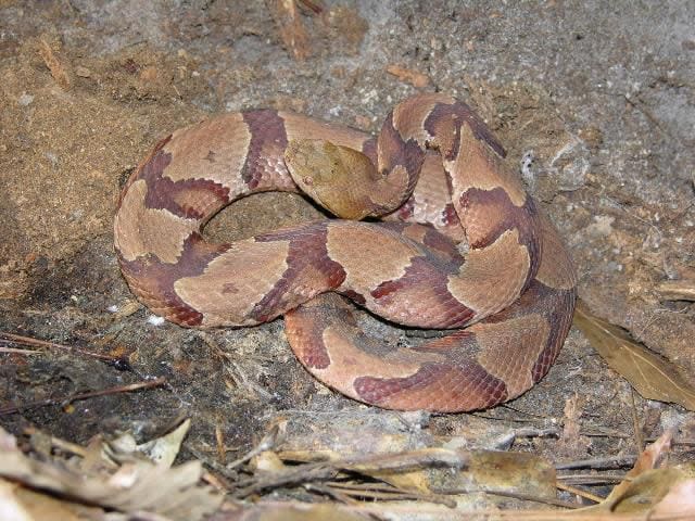 Florida is the southern boundary of where copperheads are found, which means it's rare to spot the snake in most of the state.