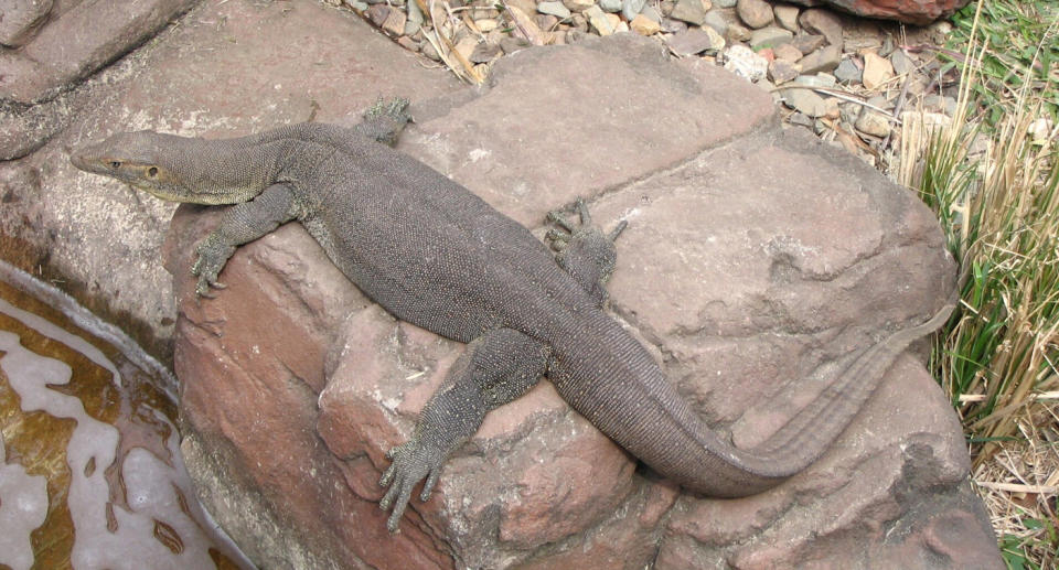 The Mertens' water monitor (Varanus mertensi) is now an endangered species in Australia.  Source: Australian Conservation Foundation