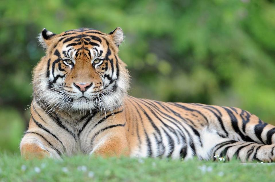 Berani, a 15-year-old Sumatran tiger, was euthanized on Nov. 2, 2023, after the detection of cancer in his spleen, Zoo Miami announced on Nov. 3.