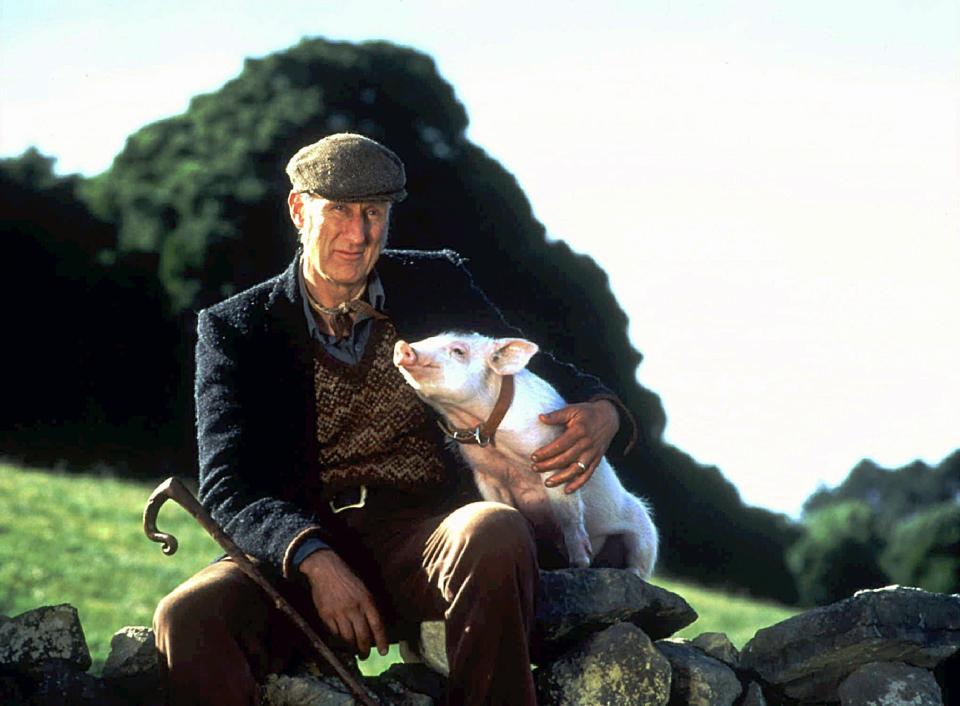 A farmer (James Cromwell) forms a special relationship with a pig in "Babe."