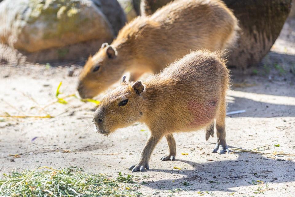 Two young capybaras are making a home at the Santa Barbara Zoo.