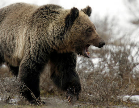 FILE PHOTO: A grizzly bear roams through the Hayden Valley in Yellowstone National Park in Wyoming, U.S. on May 18, 2014. REUTERS/Jim Urquhart/File Photo