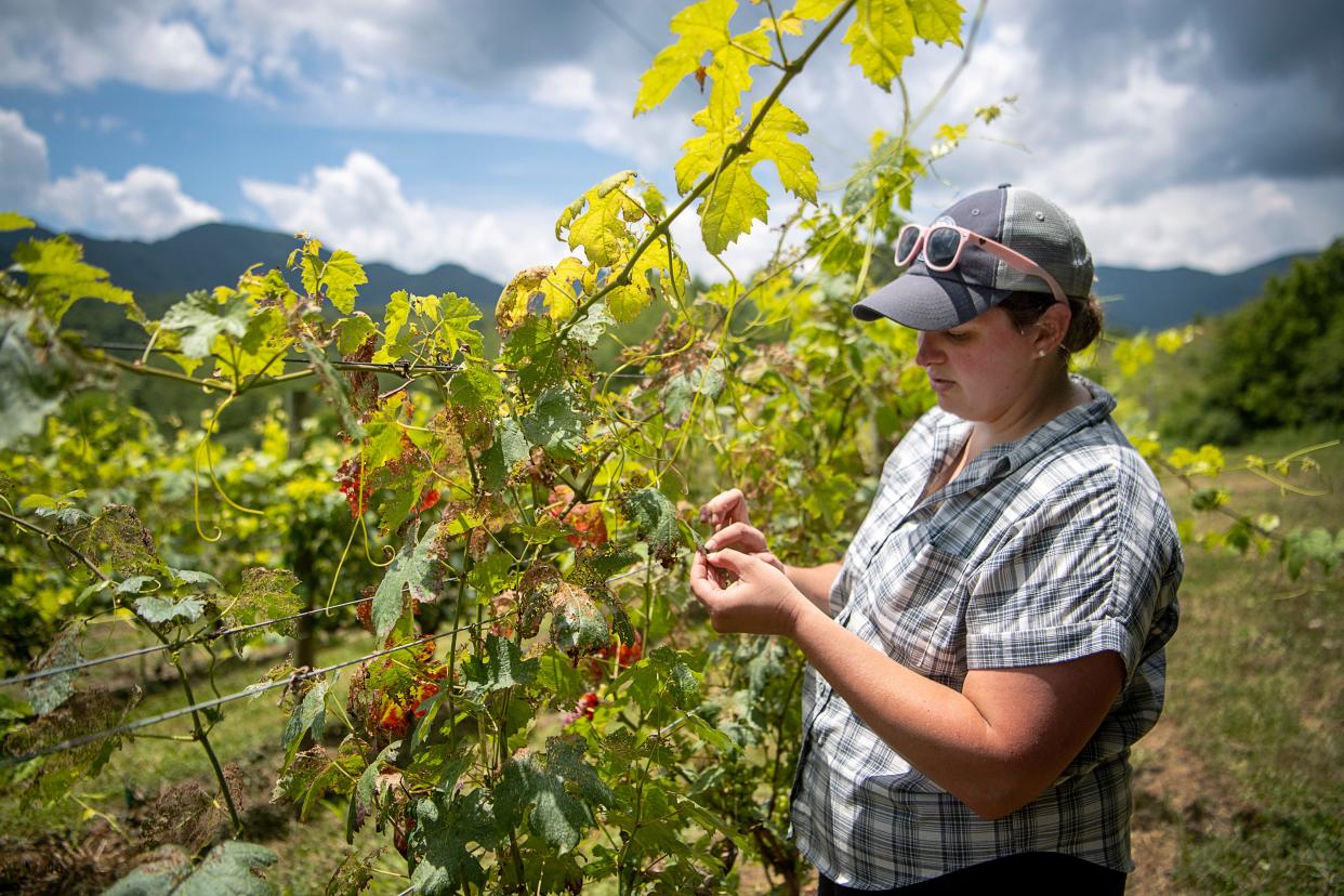 Jessica McMahan examines damage to her crop of Barbera grapes in Sandy Mush July 13, 2023.