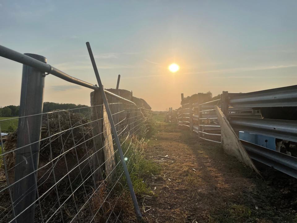 The cow lane where milk cows, heifers, and beef cattle have traveled for generations, and where a recent fire broke out that threatened it all on the Reisinger family farm in Sauk County.