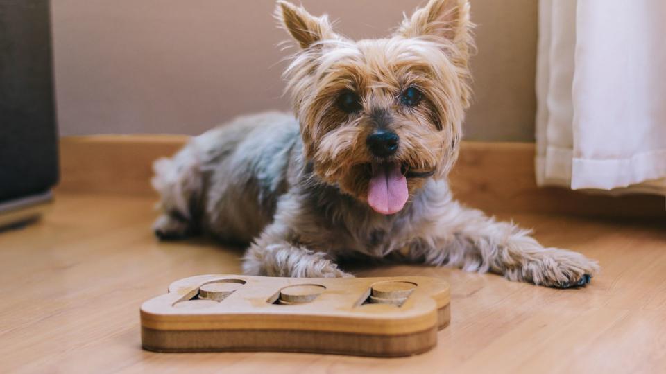 ways to keep your pet entertained when you're not there