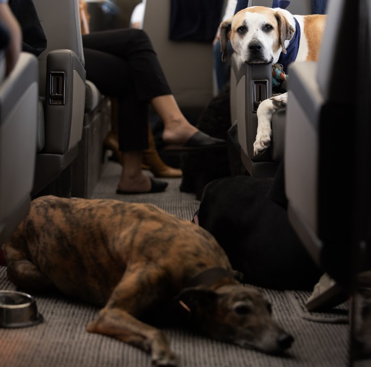 Bark Air dog passengers relax in the cabin